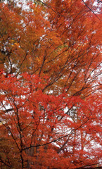 鯖江市西山公園　11月27日　03