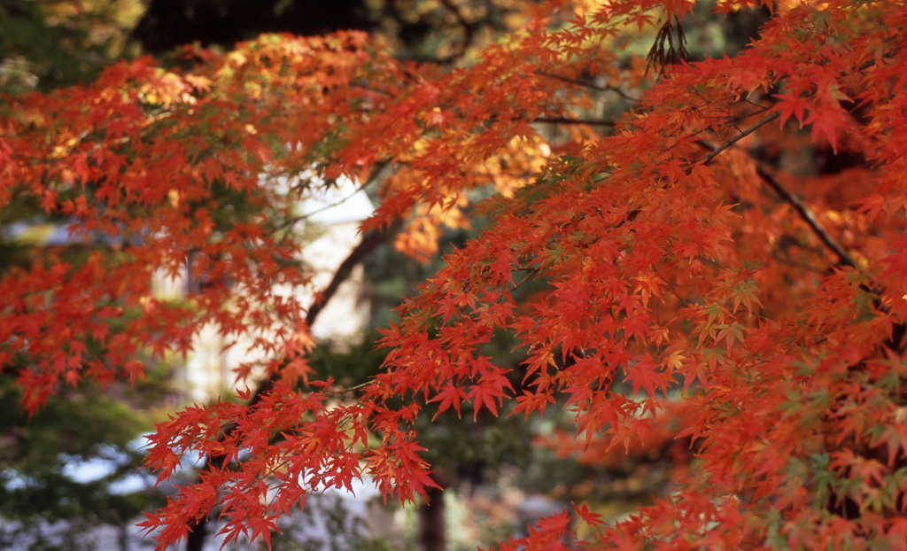鶴仙渓　11月23日　03