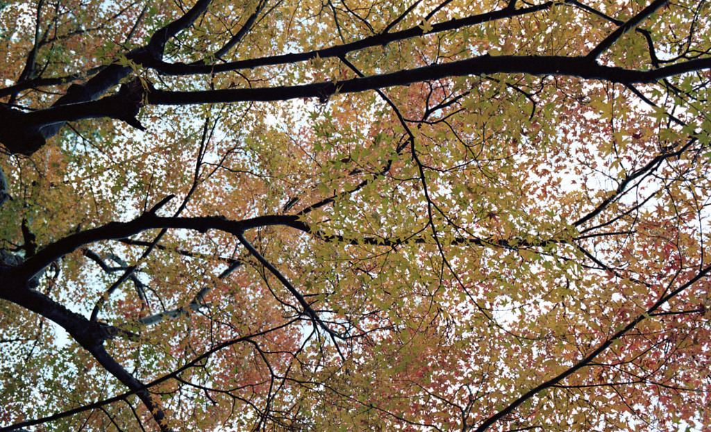 福井市中央公園　11月　13