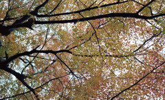 福井市中央公園　11月　13