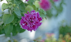 福井県総合グリーンセンター（H24.1.22）01