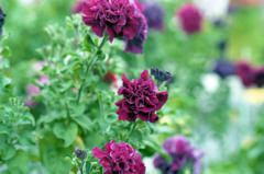 福井県総合グリーンセンター　H24.3.4.07