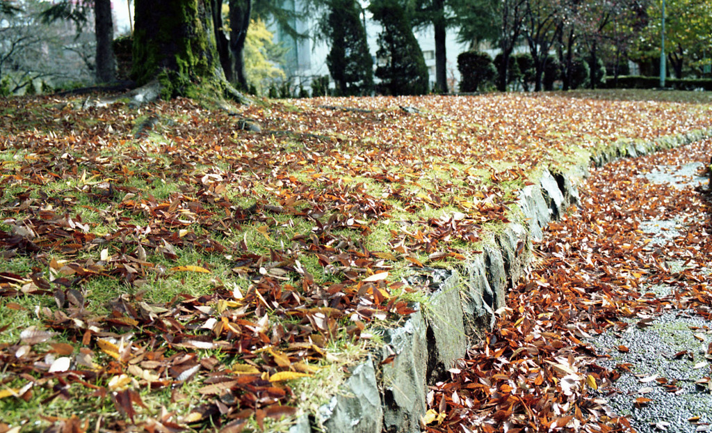 福井市中央公園　11月　12