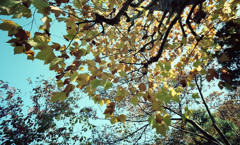 福井市中央公園　11月　05