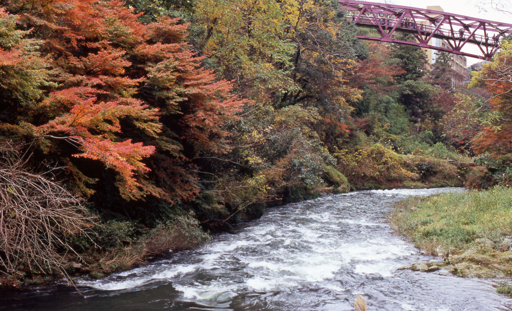 鶴仙渓　11月23日　21