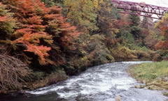 鶴仙渓　11月23日　21