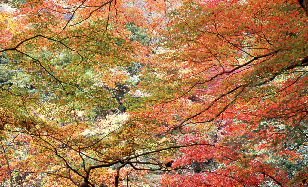 鶴仙渓　11月23日　08