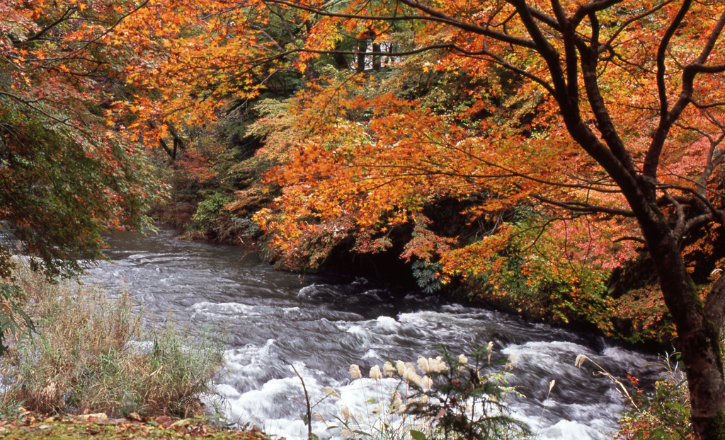 鶴仙渓　11月23日　20