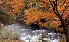 鶴仙渓　11月23日　20