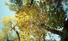 福井市中央公園　11月　04