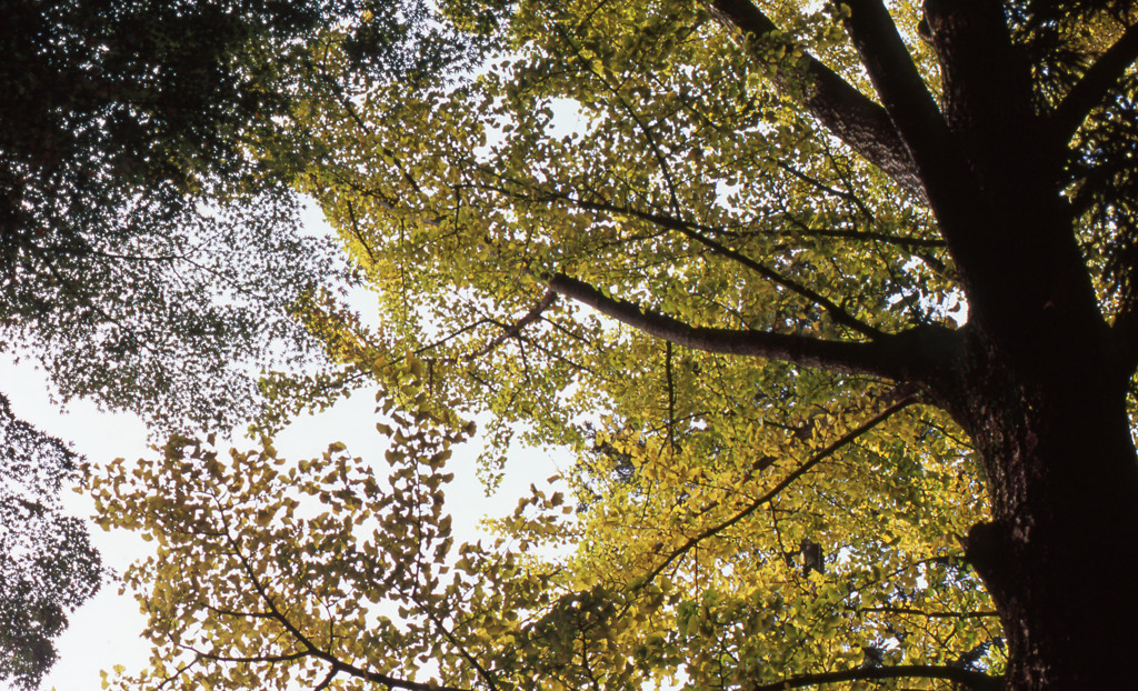 鶴仙渓　11月23日　10