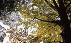 鶴仙渓　11月23日　10