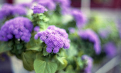 福井県総合グリーンセンター（H24.1.22）08