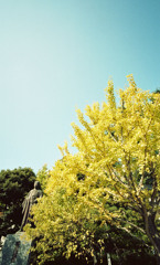 福井市中央公園　11月　01