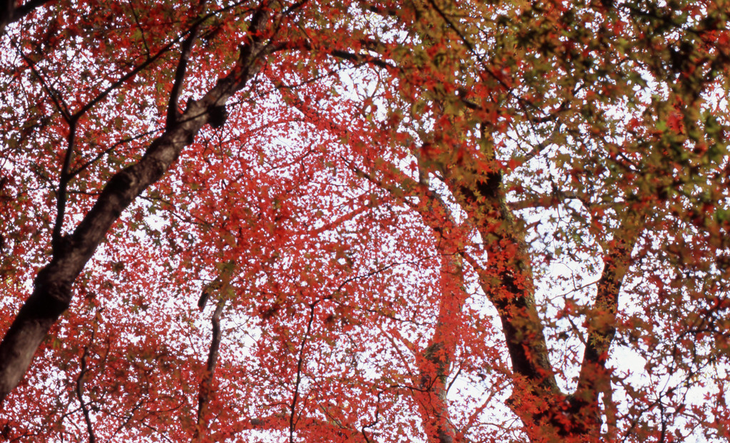 鶴仙渓　11月23日　05