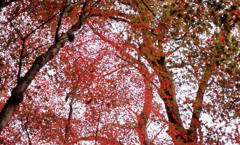 鶴仙渓　11月23日　05