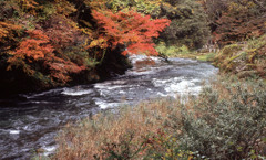 鶴仙渓　11月23日　19