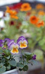 福井県総合グリーンセンター（H24.1.22）06