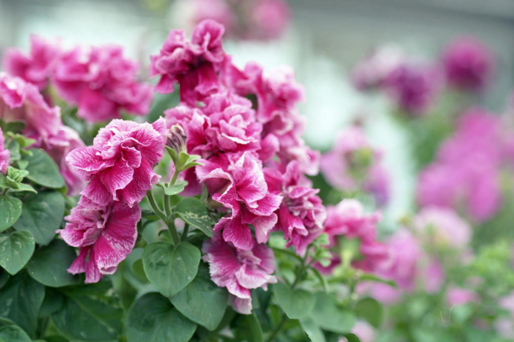 福井県総合グリーンセンター　H24.3.4.06