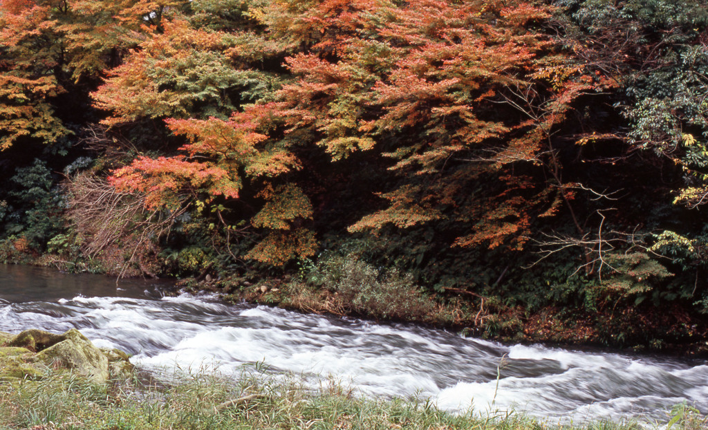 鶴仙渓　11月23日　22