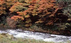 鶴仙渓　11月23日　22
