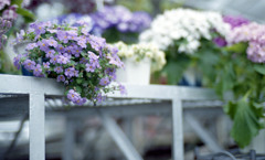 福井県総合グリーンセンター　H24.3.4.05