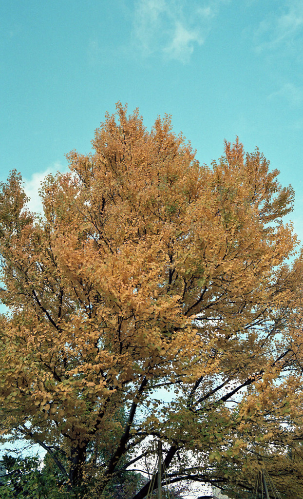 福井市中央公園　11月　08