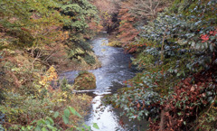 鶴仙渓　11月23日　06