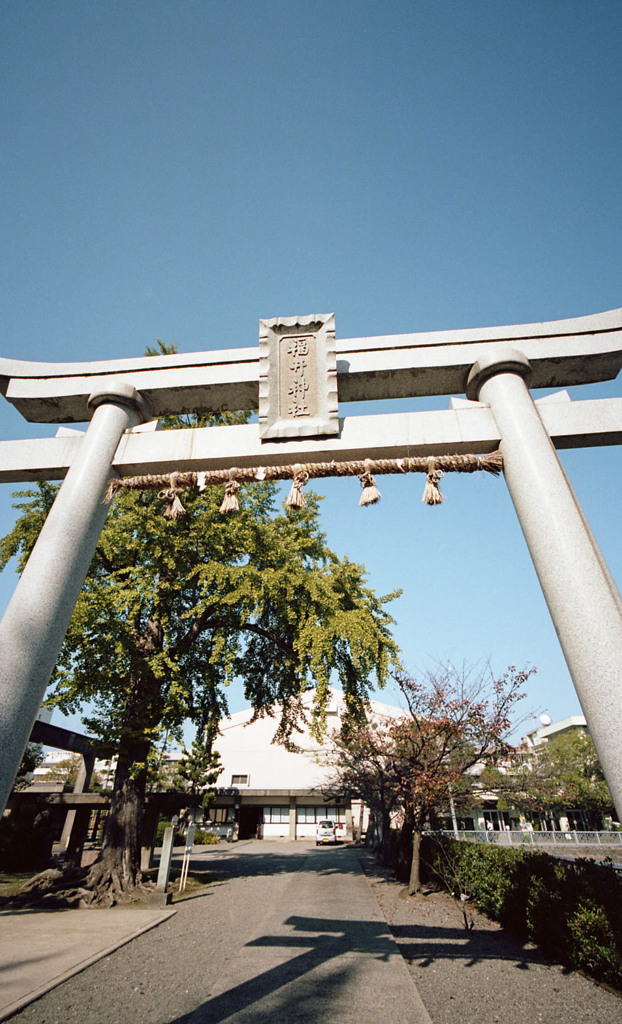 福井神社　11月