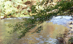 鶴仙渓　11月23日　11