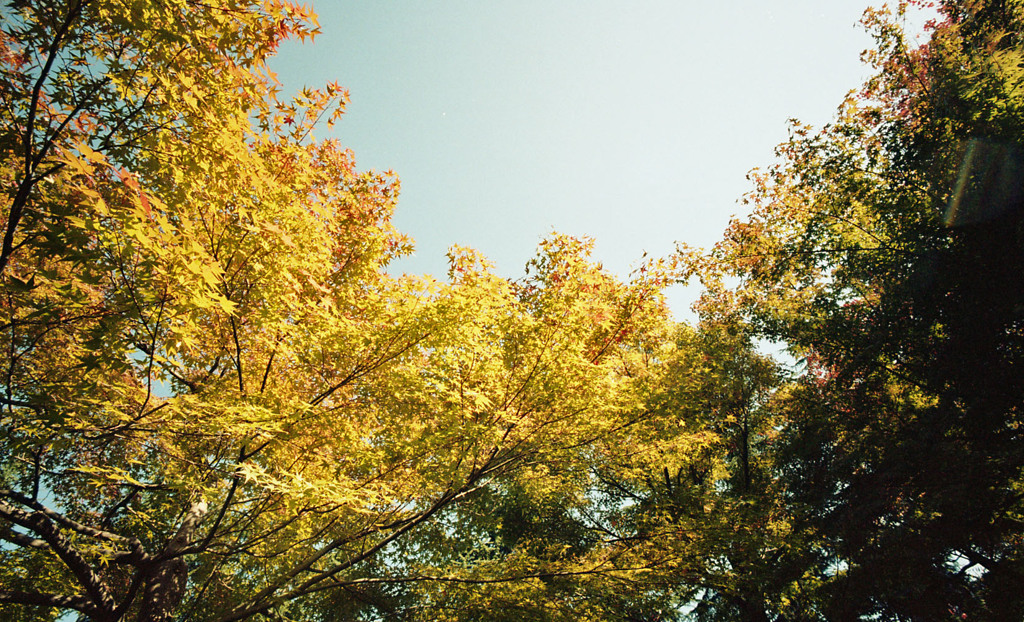 福井市中央公園　11月　07