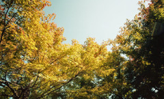 福井市中央公園　11月　07