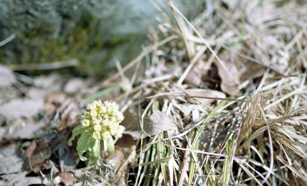 トリムパークかなづ　H24.3上旬02