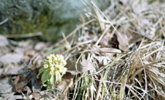 トリムパークかなづ　H24.3上旬02