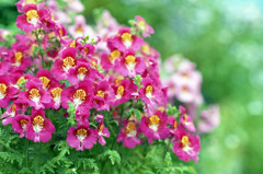 福井県総合グリーンセンター　H24.3.4.08