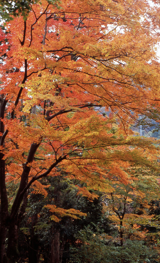 鶴仙渓　11月23日　23