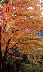 鶴仙渓　11月23日　23