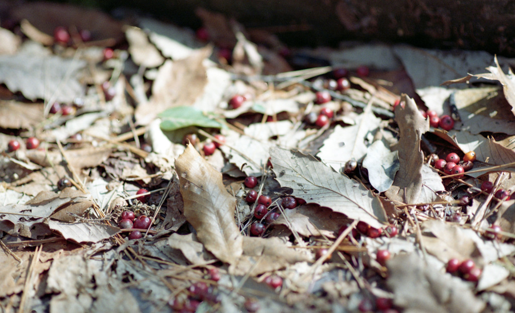 トリムパークかなづ　H24.3上旬04