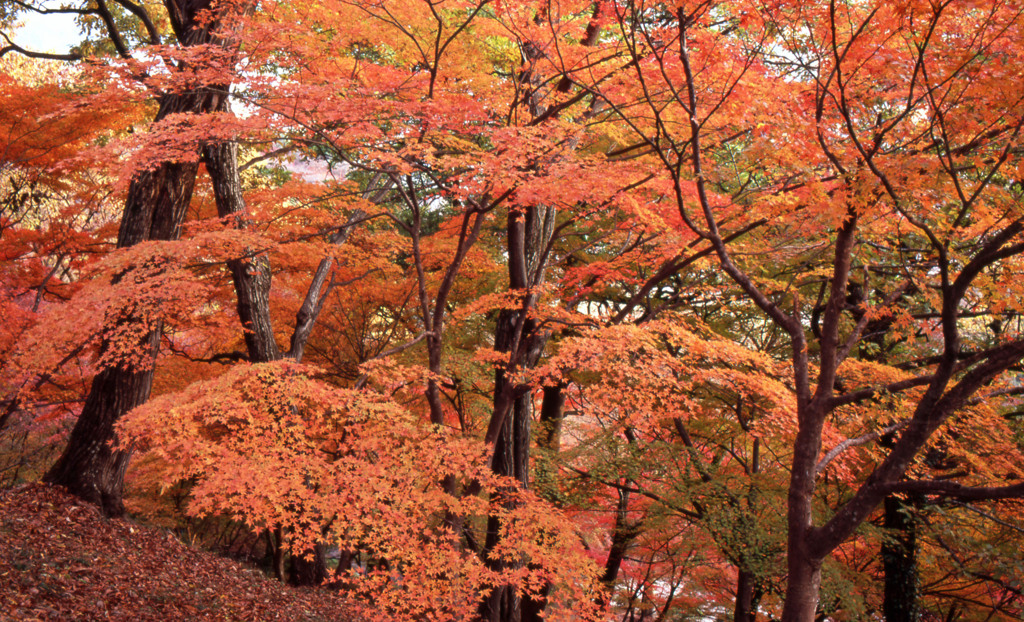 鯖江市西山公園　11月27日　05