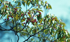 トリムパークかなづ　H24.3上旬01