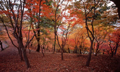 鯖江市西山公園　11月27日　06