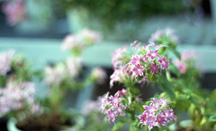 福井県総合グリーンセンター（H24.1.22）05