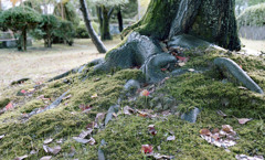 福井市中央公園　11月　11