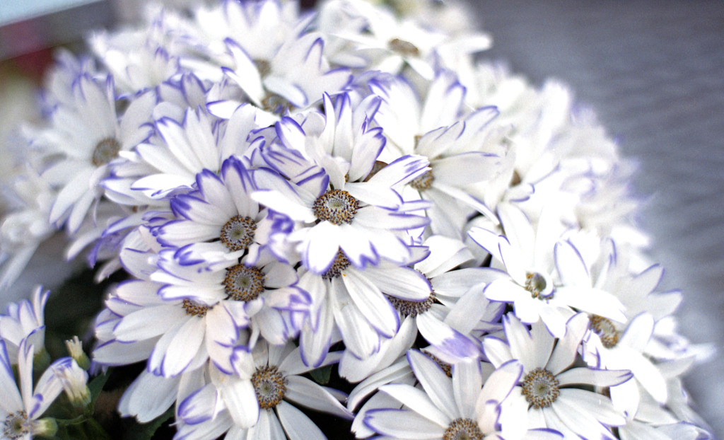 福井県総合グリーンセンター（H24.1.22）10