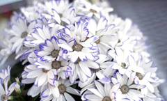 福井県総合グリーンセンター（H24.1.22）10