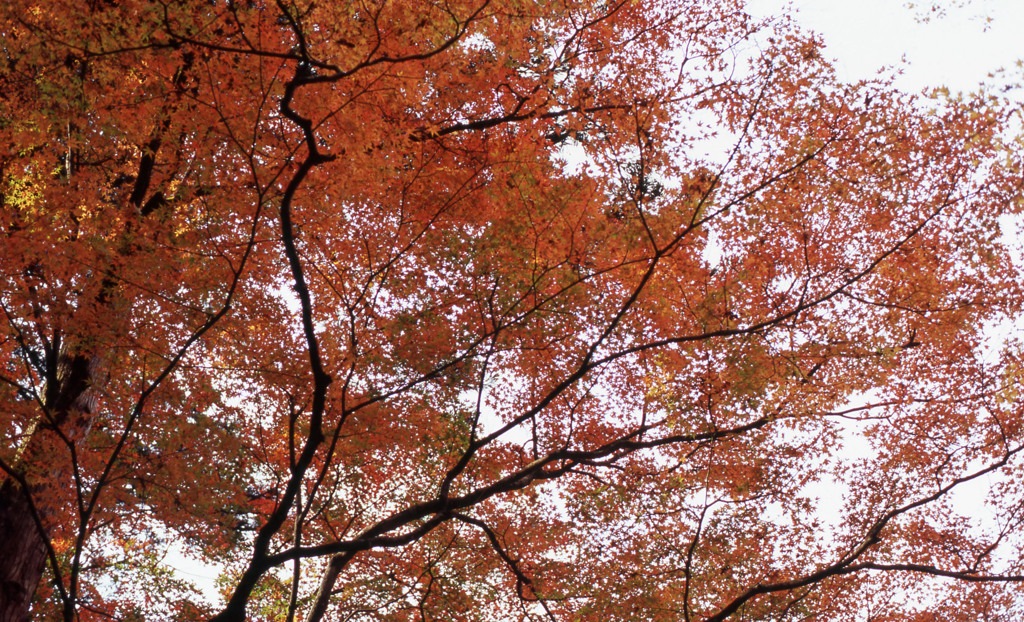 鶴仙渓　11月23日　15