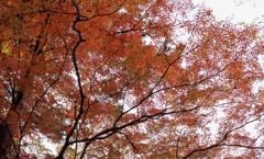 鶴仙渓　11月23日　15