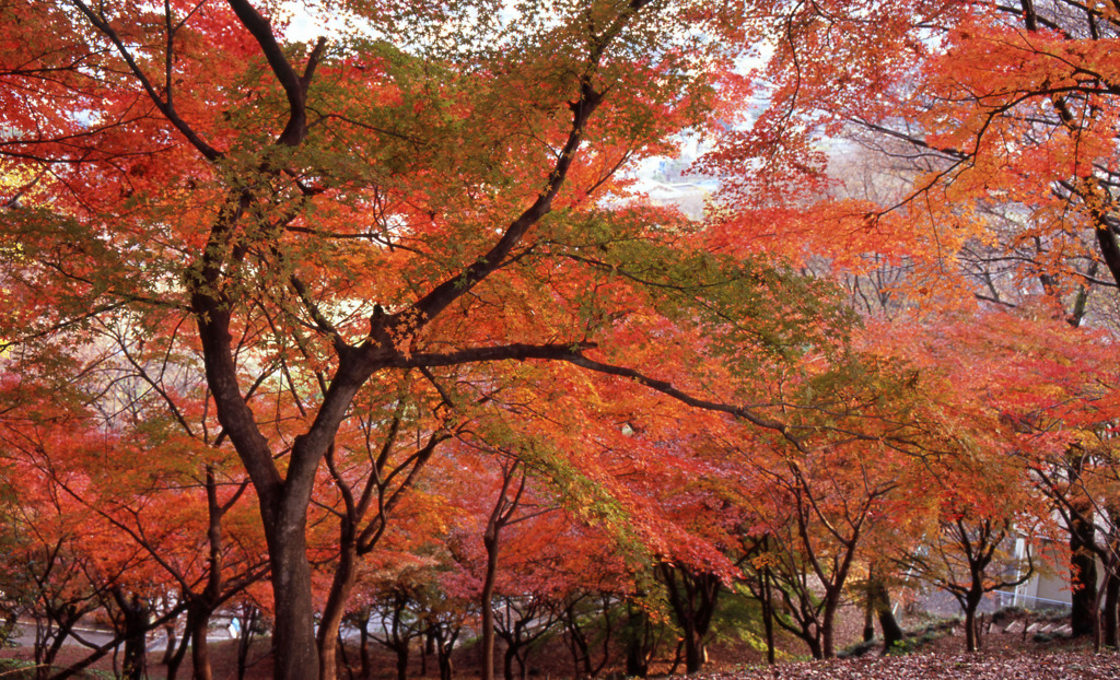 鯖江市西山公園　11月27日　04