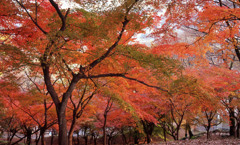 鯖江市西山公園　11月27日　04