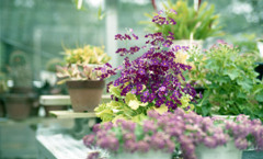 福井県総合グリーンセンター　H24.3.4.03